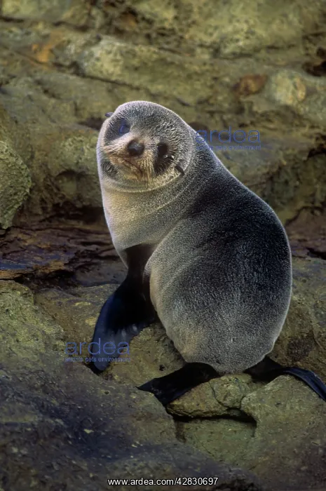 : New Zealand FUR SEAL : New Zealand FUR SEAL