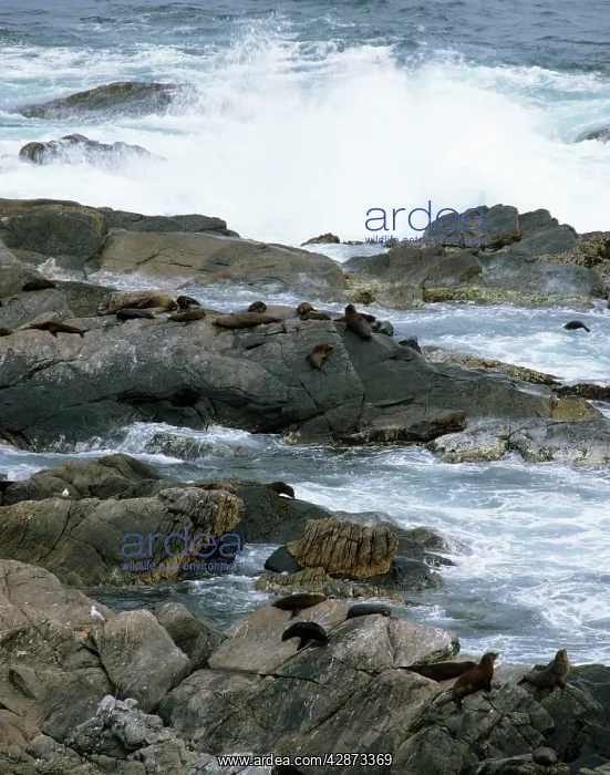 : New Zealand Fur Seal : New Zealand Fur Seal