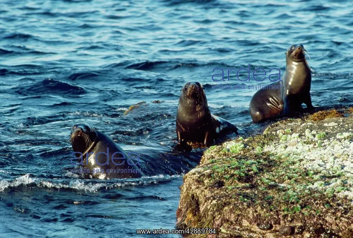 : New Zealand Fur Seal : New Zealand Fur Seal