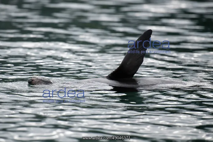 : New Zealand Fur Seal : New Zealand Fur Seal