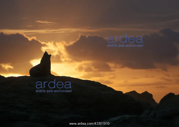 : New Zealand Fur Seal (Arctocephalus forsteri) s : New Zealand Fur Seal (Arctocephalus forsteri) s