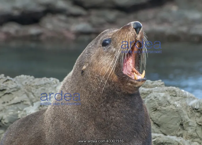 : New Zealand Fur Seal (Arctocephalus forsteri) s : New Zealand Fur Seal (Arctocephalus forsteri) s