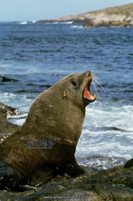 : New Zealand FUR SEAL - bull on shore with open open mouth : New Zealand FUR SEAL - bull on shore with open open mouth