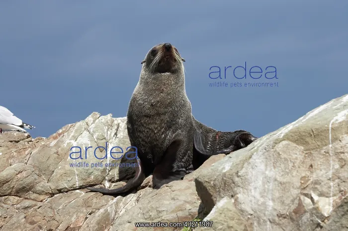 : New Zealand Fur Seal, Kaikoura Coast, South : New Zealand Fur Seal, Kaikoura Coast, South