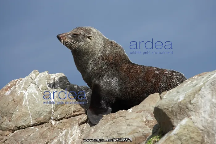 : New Zealand Fur Seal, Kaikoura Coast, South : New Zealand Fur Seal, Kaikoura Coast, South