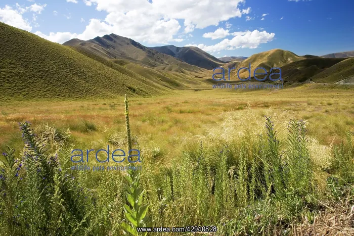 : New Zealand - gently rolling hills and wide open spaces : New Zealand - gently rolling hills and wide open spaces
