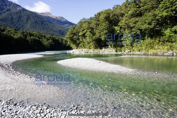 : New Zealand - Haast River below Blue Pools Gates of Haast : New Zealand - Haast River below Blue Pools Gates of Haast