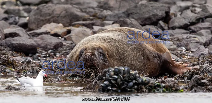 : New Zealand / Hooker's Sea Lion adult lying on beach : New Zealand / Hooker's Sea Lion adult lying on beach
