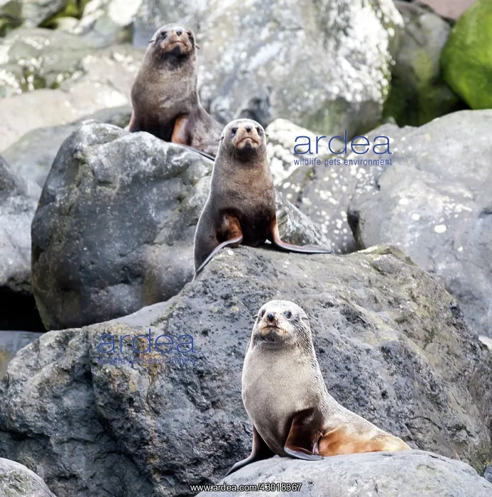 : New Zealand / Hooker's Sea Lion pups on rocks : New Zealand / Hooker's Sea Lion pups on rocks