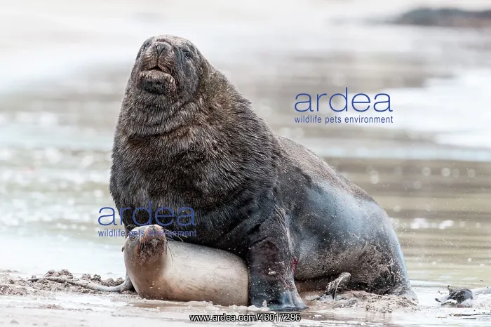 : New Zealand / Hooker's Sea Lions adults mating on : New Zealand / Hooker's Sea Lions adults mating on