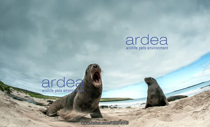 : New Zealand / Hooker's Sea Lions adults showing : New Zealand / Hooker's Sea Lions adults showing