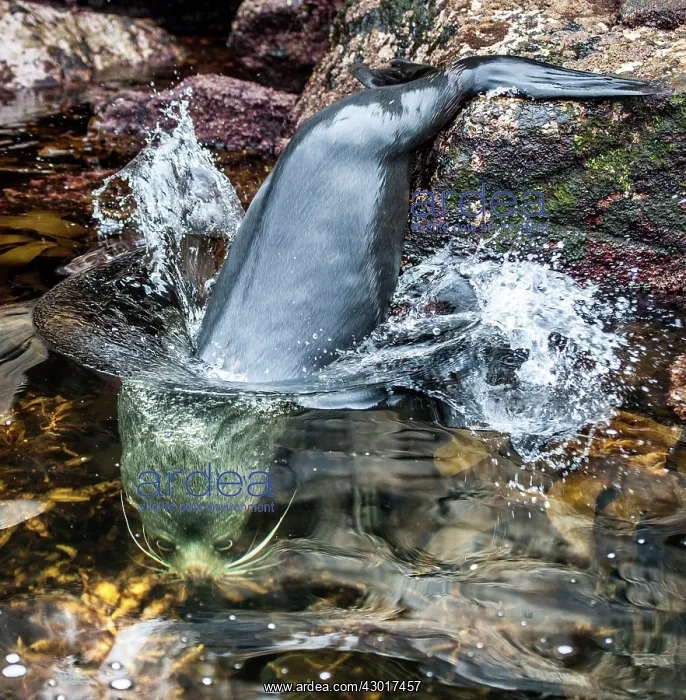 : New Zealand / Hooker's Sea Lions getting into the water : New Zealand / Hooker's Sea Lions getting into the water