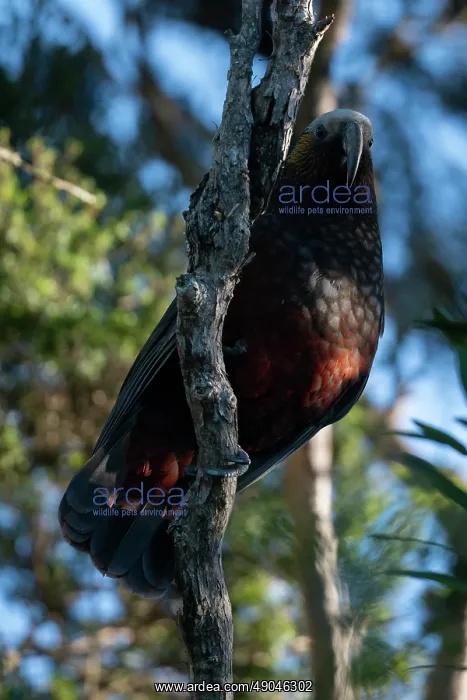 : New Zealand Kaka Parrot : New Zealand Kaka Parrot