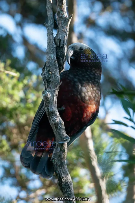 : New Zealand Kaka Parrot : New Zealand Kaka Parrot
