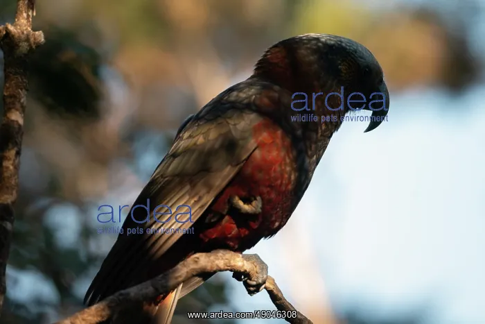  : New Zealand Kaka Parrot