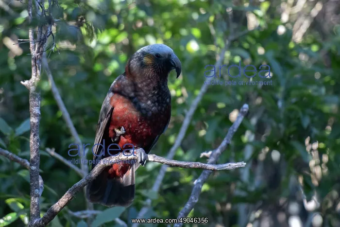 : New Zealand Kaka Parrot : New Zealand Kaka Parrot