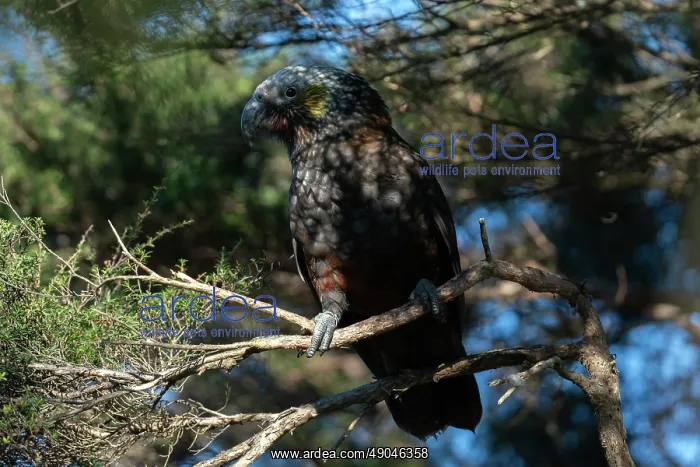 : New Zealand Kaka Parrot : New Zealand Kaka Parrot