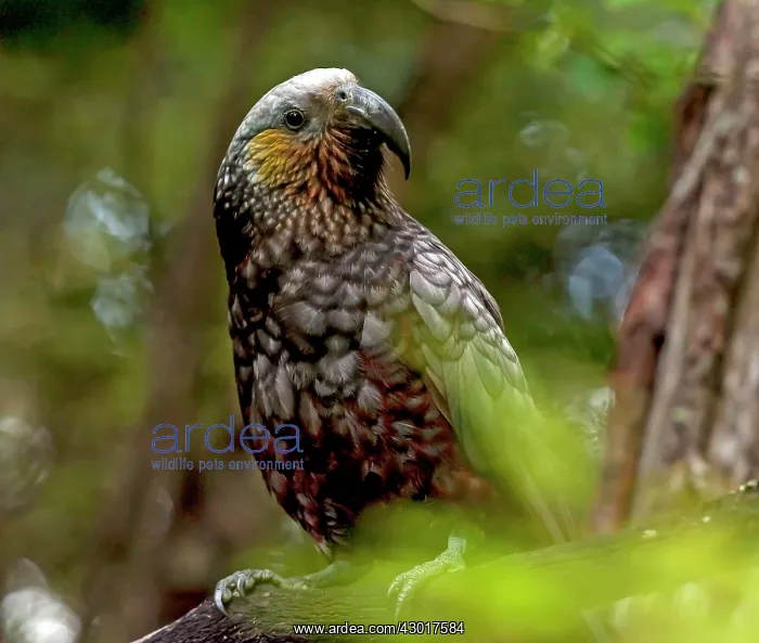  : New Zealand Kaka on tree