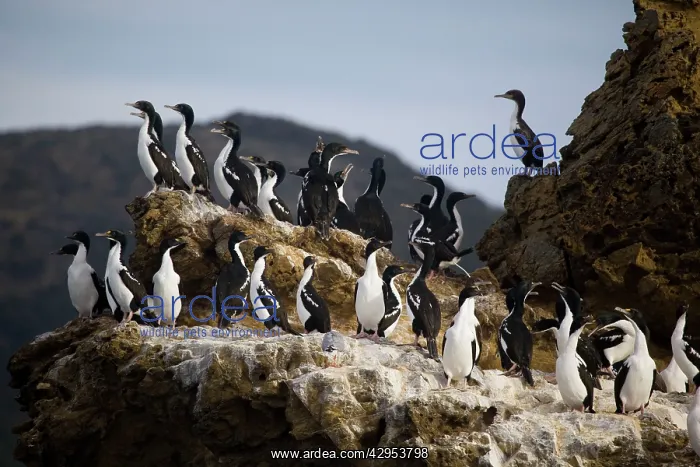 : New Zealand King Shag / Rough-faced Shag : New Zealand King Shag / Rough-faced Shag