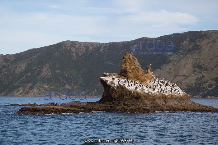 : New Zealand King Shag / Rough-faced Shag - on Duffers : New Zealand King Shag / Rough-faced Shag - on Duffers