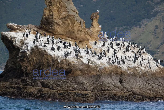  : New Zealand King Shag  /  Rough-faced Shag On Duffers