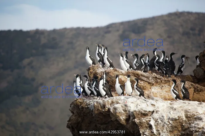 : New Zealand King Shag / Rough-faced Shag On Duffers Reef : New Zealand King Shag / Rough-faced Shag On Duffers Reef