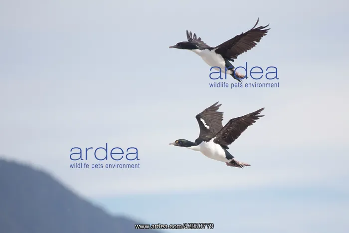 : New Zealand King Shag / Rough-faced Shag - in flight : New Zealand King Shag / Rough-faced Shag - in flight