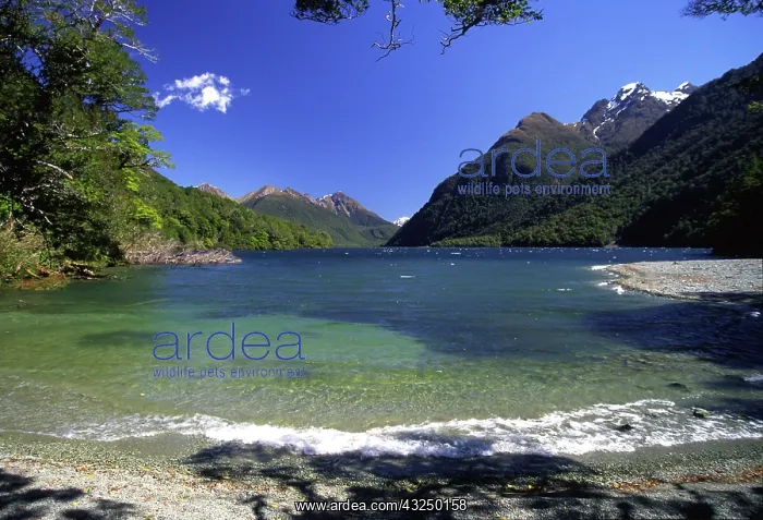 : New Zealand, Lake Gunn, by Milford Road : New Zealand, Lake Gunn, by Milford Road