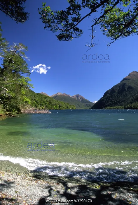 : New Zealand, Lake Gunn, by Milford Road : New Zealand, Lake Gunn, by Milford Road