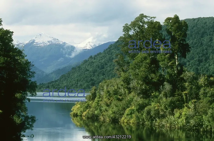 : New Zealand, Lake Moeraki area, west coast : New Zealand, Lake Moeraki area, west coast