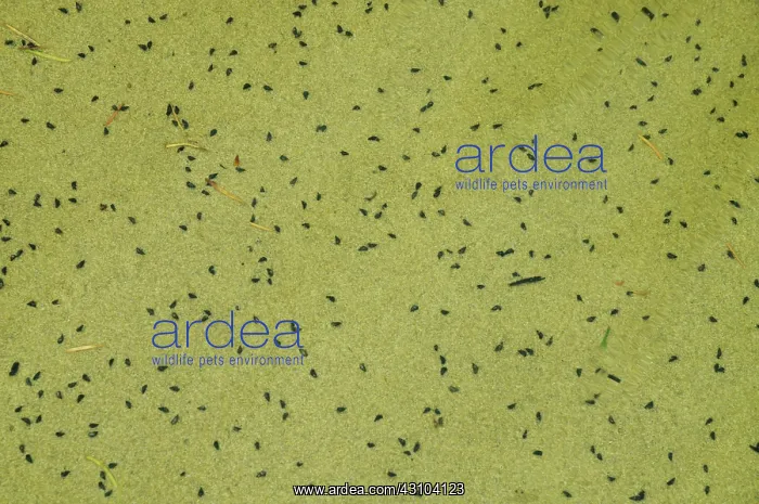: New Zealand Mud Snails : New Zealand Mud Snails