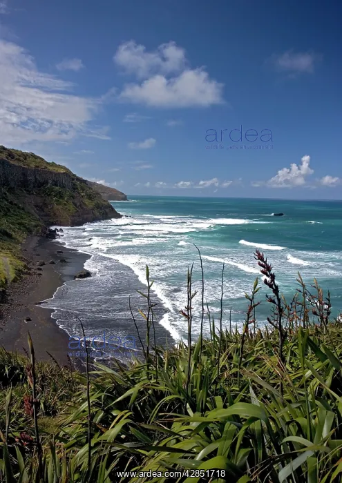 : New Zealand - Muriwai beach, with New Zealand flax : New Zealand - Muriwai beach, with New Zealand flax