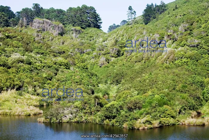  : New Zealand - Native bush and reservoir Karori