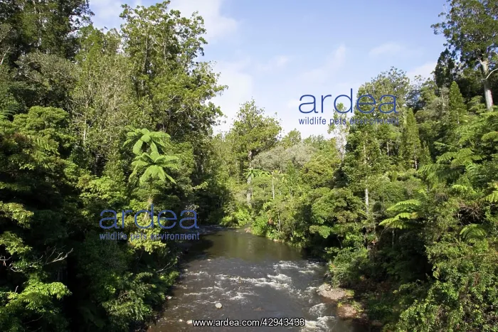  : New Zealand - Native bush and stream near Kaikohe