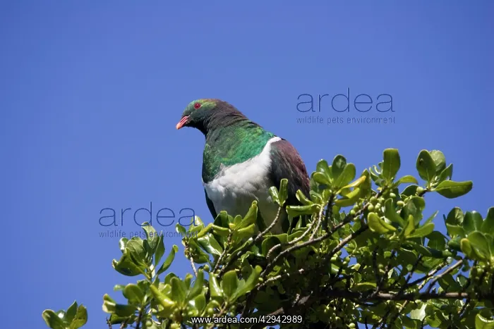 : New Zealand Native Pigeon : New Zealand Native Pigeon
