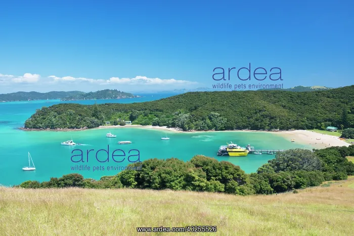 : New Zealand, North Island, Bay of islands : New Zealand, North Island, Bay of islands