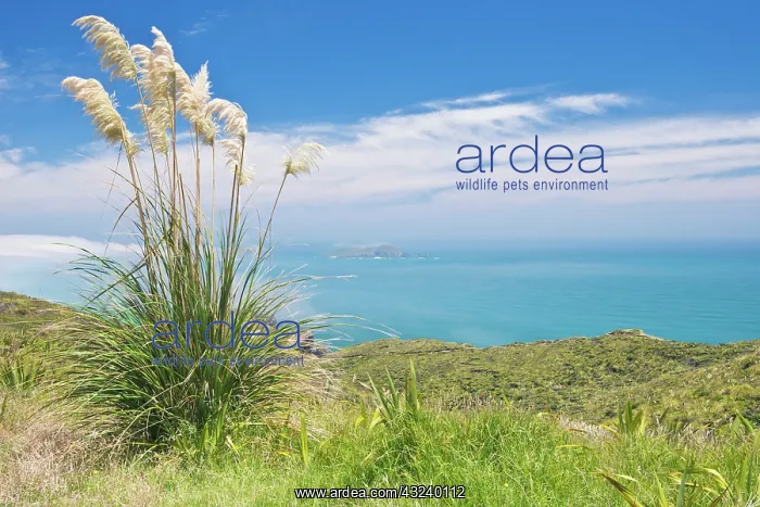 : New Zealand, North Island, Cape Reinga : New Zealand, North Island, Cape Reinga