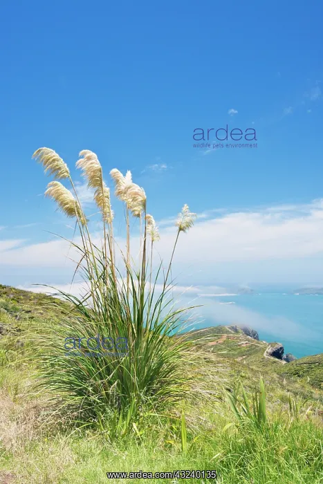 : New Zealand, North Island, Cape Reinga : New Zealand, North Island, Cape Reinga