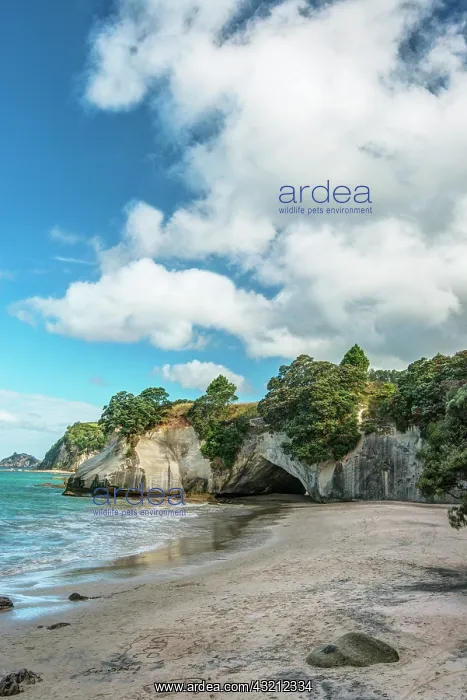 : New Zealand, North Island, Coromandel Peninsula : New Zealand, North Island, Coromandel Peninsula