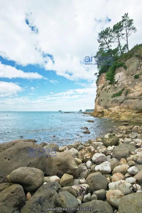  : New Zealand, North Island, Coromandel Peninsula