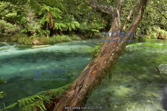 : New Zealand, North Island, Eastern Bay of : New Zealand, North Island, Eastern Bay of