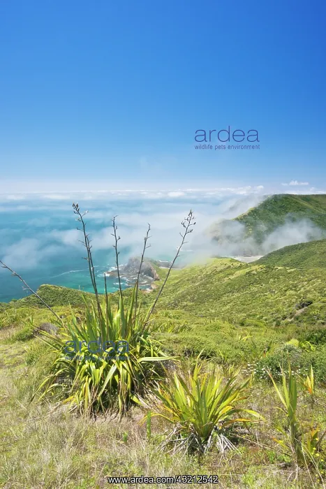 : New Zealand, North Island, Misty Cape Reinga : New Zealand, North Island, Misty Cape Reinga