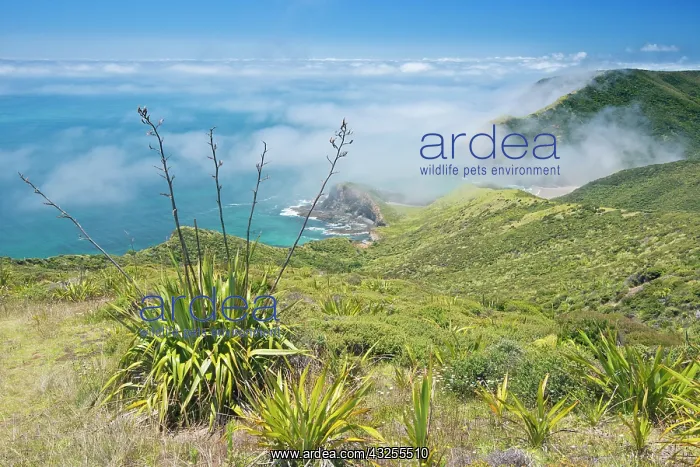 : New Zealand, North Island, Misty Cape Reinga : New Zealand, North Island, Misty Cape Reinga