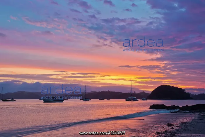 : New Zealand, North Island, Paihia, Bay of : New Zealand, North Island, Paihia, Bay of