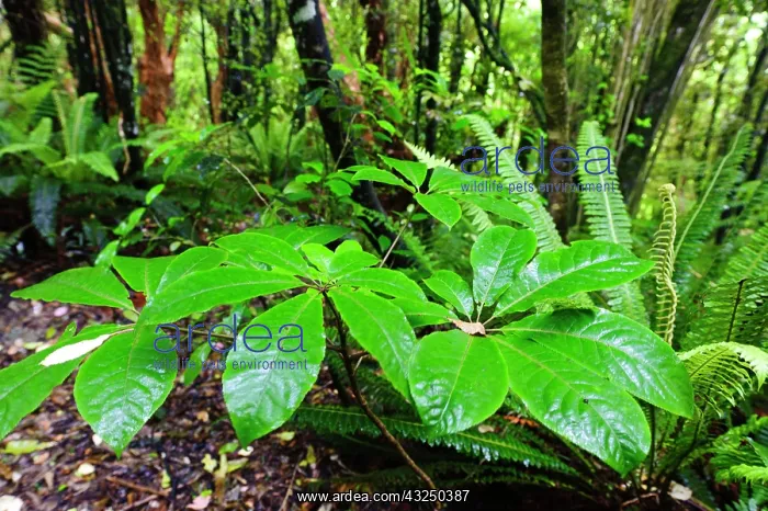 : New Zealand, Otago, Catlins. Native forest : New Zealand, Otago, Catlins. Native forest