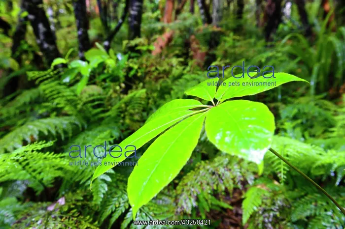 : New Zealand, Otago, Catlins. Native forest : New Zealand, Otago, Catlins. Native forest