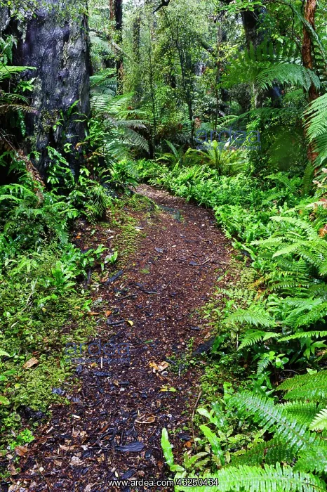 : New Zealand, Otago, Catlins, Papatowai : New Zealand, Otago, Catlins, Papatowai