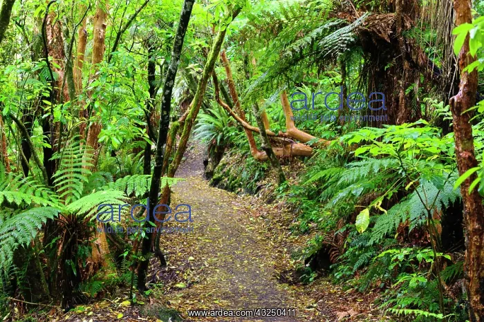 : New Zealand, Otago, Catlins. Views along : New Zealand, Otago, Catlins. Views along