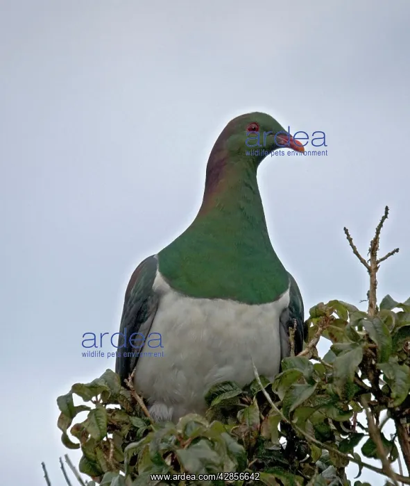 : New Zealand Pigeon : New Zealand Pigeon