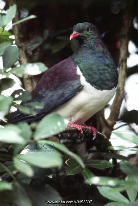 : New Zealand Pigeon : New Zealand Pigeon
